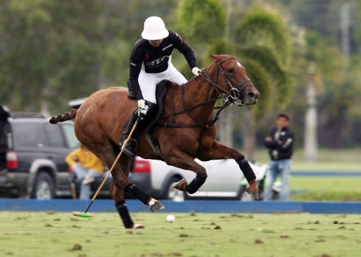 polo photos alex pacheco polo mag ipc polo club 2013 orchard hill audi polo team 2